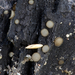 Trichophaea-abundans---Brandpelsbekertje-MH20101013_028104-8-As