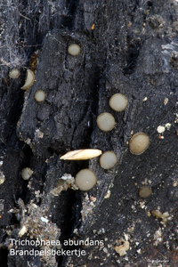 Trichophaea-abundans---Brandpelsbekertje-MH20101013_028104-8-As
