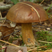 Xerocomus-badius_Kastanjeboleet_MH20100819_025511-8Ag