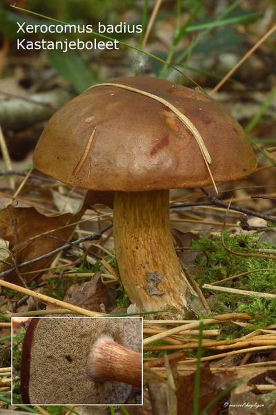 Xerocomus-badius_Kastanjeboleet_MH20100819_025511-8Ag