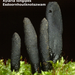 Xylaria-longipes_Esdoornhoutknotszwam_MH20100226_9885-8-As
