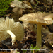 Megacollybia-platyphylla-Breedplaatstreephoed_MH20110616_032432-6