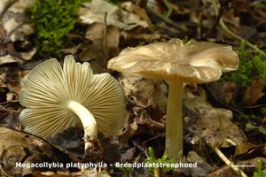 Megacollybia-platyphylla-Breedplaatstreephoed_MH20110616_032432-6