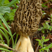 Morchella-esculenta-Gewone-morielje_MH20110414_030806-6As