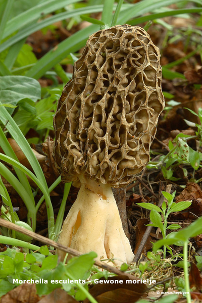 Morchella-esculenta-Gewone-morielje_MH20110414_030806-6As