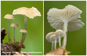 Mycena-rorida-Slijmsteelmycena_MH20110616_032342-6Ag