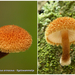 Phaeomarasmius-erinaceus_Egelzwammetje_DASMH20110812_034335-06Ag