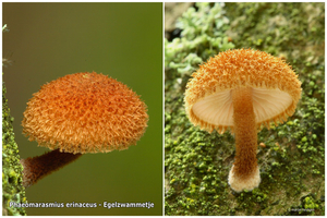 Phaeomarasmius-erinaceus_Egelzwammetje_DASMH20110812_034335-06Ag