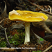 Pluteus-leoninus-Goudgele-hertenzwam_MH20110616_032390-6Ag