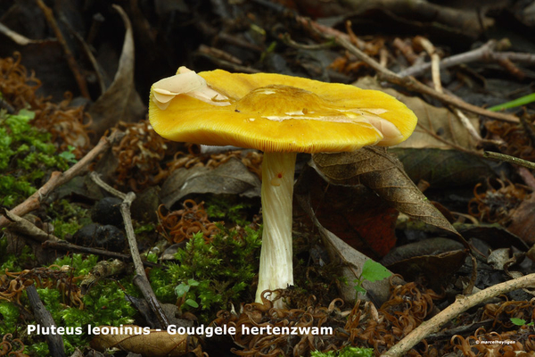 Pluteus-leoninus-Goudgele-hertenzwam_MH20110616_032390-6Ag