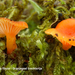 Rickenella-fibula-Oranjegeel-trechtertje_MH20110728_033837-6Ag