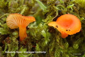 Rickenella-fibula-Oranjegeel-trechtertje_MH20110728_033837-6Ag