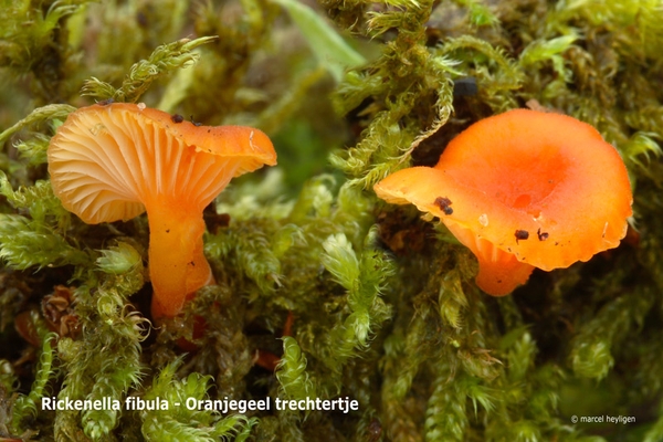 Rickenella-fibula-Oranjegeel-trechtertje_MH20110728_033837-6Ag