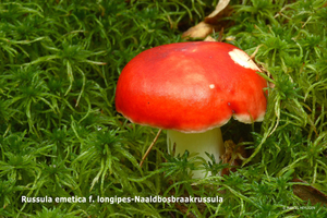 Russula-emetica-f-longipes-Naaldbosbraakrussula_MH20110721_033527