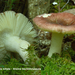 Russula-nitida-Kleine-berkenrussula_MH20110519_031499-6Ag