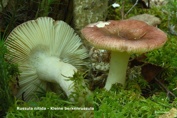 Russula-nitida-Kleine-berkenrussula_MH20110519_031499-6Ag