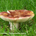 Russula-undulata_Zwartpurperen-russula_TVPMH20110819_5931-6AG