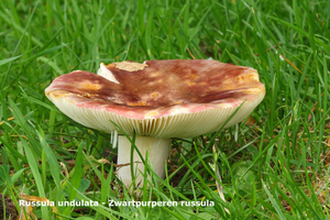 Russula-undulata_Zwartpurperen-russula_TVPMH20110819_5931-6AG