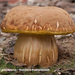 Xerocomus-porosporus_Sombere-fluweelboleet_MH20110802_033957-6Ag