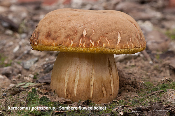 Xerocomus-porosporus_Sombere-fluweelboleet_MH20110802_033957-6Ag
