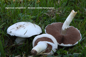Agaricus campestris-Gewone weidechampignon_MH20110627_032822-4Ag