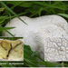 Calvatia-utriformis_Ruitjesbovist_MH20110707_033189-6Ga