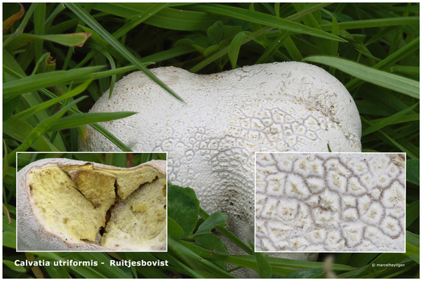 Calvatia-utriformis_Ruitjesbovist_MH20110707_033189-6Ga