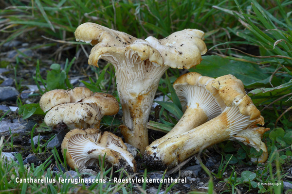 Cantharellus-ferruginascens_Roestvlekkencantharel_MH20110715_0333