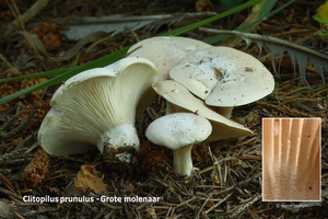 Clitopilus-prunulus-Grote-molenaar_MH20110801_033949-6Ag