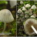 Coprinus-disseminatus-Zwerminktzwam_MH20110623_032543-6Ag