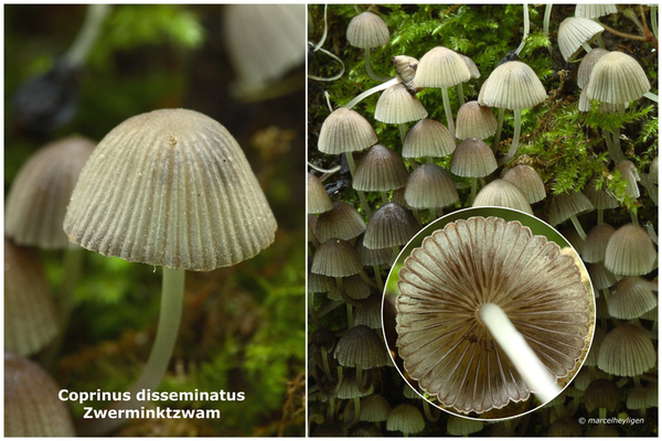 Coprinus-disseminatus-Zwerminktzwam_MH20110623_032543-6Ag