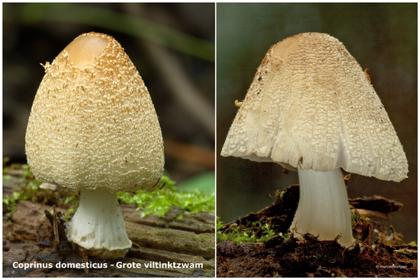 Coprinus-domesticus-Grote-viltinktzwam_MH20110623_032526-06Ag