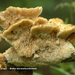 Coriolopsis-trogii-Bleke-borstelkurkzwam_MH20110630_032873-6Ap