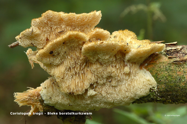 Coriolopsis-trogii-Bleke-borstelkurkzwam_MH20110630_032873-6Ap
