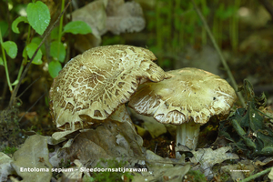 Entoloma-sepium-Sleedoornsatijnzwam_MH20110503_031165-6Ag