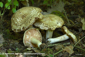 Entoloma-sepium-Sleedoornsatijnzwam_MH20110503_031175-6Ag