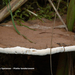 Ganoderma-lipsiense-Platte-tonderzwam_MH20110707_033116-6Ap