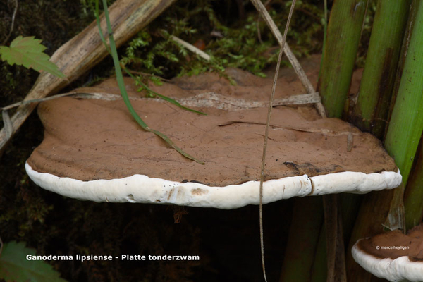 Ganoderma-lipsiense-Platte-tonderzwam_MH20110707_033116-6Ap