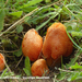 Hygrocybe-intermedia-Vezelige-wasplaat_MH20110703_032936-6Ag