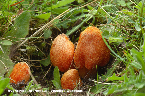 Hygrocybe-intermedia-Vezelige-wasplaat_MH20110703_032936-6Ag