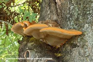 Inonotus-hispidus-Ruige-weerschijnzwam_MH20110801_033923-6Ap