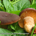 Lactarius-subumbonatus_Donkere-watermelkzwam_TVPMH_20110819_5941-