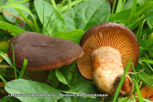 Lactarius-subumbonatus_Donkere-watermelkzwam_TVPMH_20110819_5941-