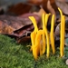 Clavulinopsis helvola_Gele knotszwam_20241024MH6256-8