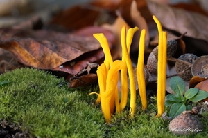 Clavulinopsis helvola_Gele knotszwam_20241024MH6256-8