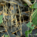 Macrotyphula juncea_20241024MH5019