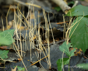 Macrotyphula juncea_20241024MH5019
