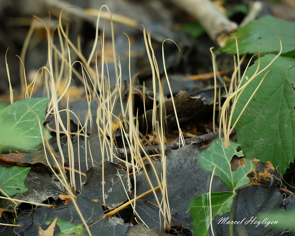 Macrotyphula juncea_20241024MH5019