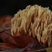 Ramaria stricta_Rechte koraalzwam_20241022MH482958-8