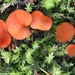 Scutellinia crinita-Langharige wimperzwam!_20240926MH1733-8